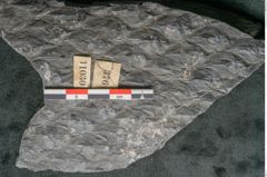 Foto (Detailansicht) von Lepidodendron sp.  (NHMW-GEO-2024-0188-11030)